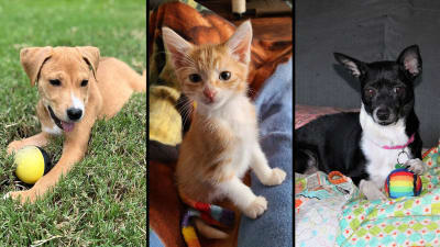 Free dog adoption centers near me outlet