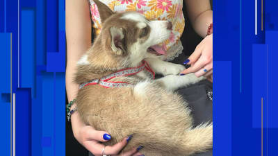 Husky having seizures discount