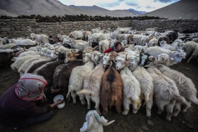 Climate Migration: Nomads move to towns in warming Ladakh Climate Migration: Nomads move to towns in warming Ladakh