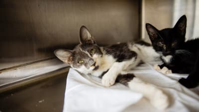 Adopting a cat from a cheap hoarding situation