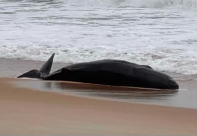 Why do whales beach themselves? We're partially to blame.