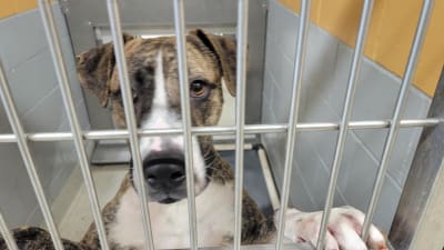 Shelters are full Jacksonville Humane Society offering free large