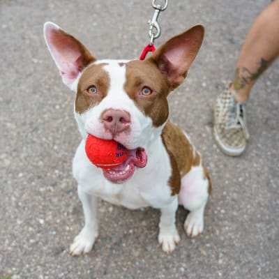 Huron valley humane society adoptable sale dogs