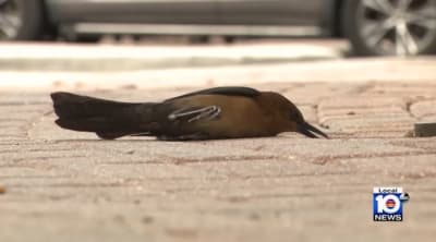 bird control fresno