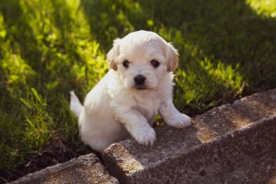 Pet shelters near me clearance