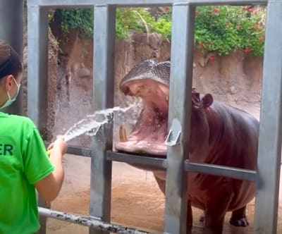 Photos: Animals at San Antonio Zoo keep cool in record-breaking heat Photos: Animals at San Antonio Zoo keep cool in record-breaking heat