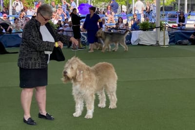 Detroit kennel club dog show 2019 discount