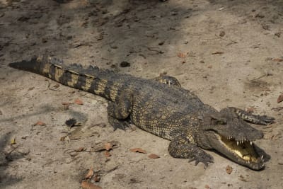 Cambodia's crocodile farmers and conservationists forge unlikely alliance