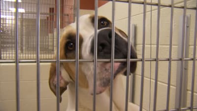 Free dog adoption centers near me discount