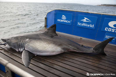 These are the 10 largest great white sharks found near Florida