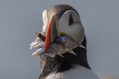 Puffin nesting sites in western Europe could be lost by end of