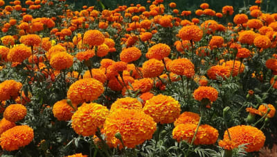 Marigold-Town