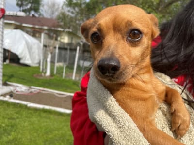 Chihuahuas needing homes discount