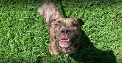 Watch: A dog's day out on Mexican football field, winning team adopts  'sports enthusiast' later