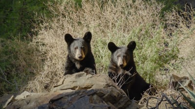 WILD ABOUT WILDLIFE MONTH -July 2024 - National Today