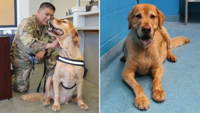 Dogs reunited with owners after years sale