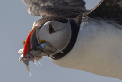 What Puffins Eat  Audubon Seabird Institute