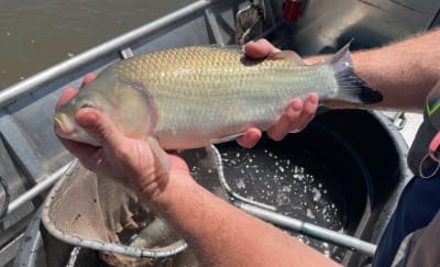 Army Corps plans $1B barricade to deter invasive carp from entering Great  Lakes