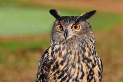 Enjoy 'SuperB Owl Sunday' at Leslie Science and Nature Center in Ann Arbor