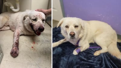 Dog looking for forever home after being shot 8 times in Texas