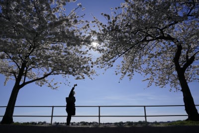 Washington Nationals hold cherry blossom inspired uniform launch