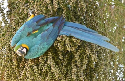 New Bird Trap Rule Helps Protect Florida Songbirds from Poaching