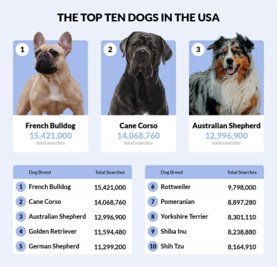 Most Popular Dog Breeds in Every State