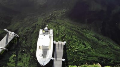 Blue-green algae blooms found in 2 Central Florida bodies of water