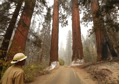 Giant Sequoia trees in Sequoia NP being protected from fire with structure  protection wrap - Wildfire Today