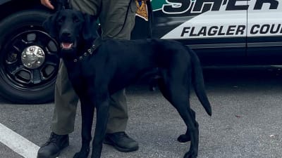 Black police dog best sale