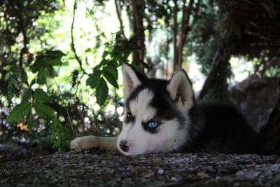 Dogs for sale near me free on sale
