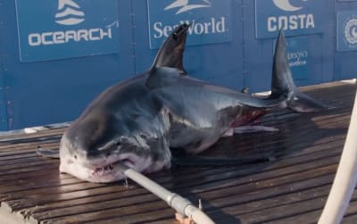 Mysterious Grouping of Great White Sharks Spotted Off Carolina Coasts