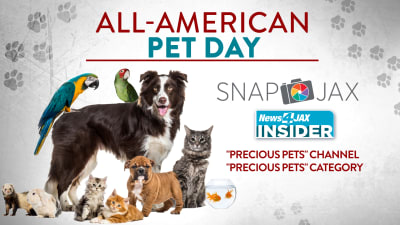 Funny cat and dog videos best sale 2019
