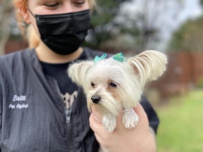 KPRC2 / Click2Houston - PLAY BALL! We love your pets decked out