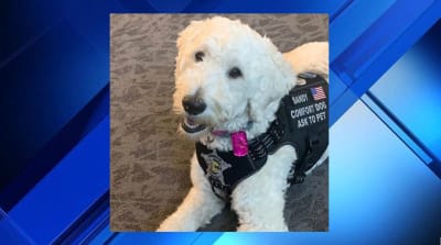 St johns service dogs discount