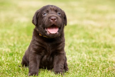 American kennel club puppy finder sale