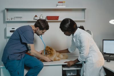 Best rated top vet near me
