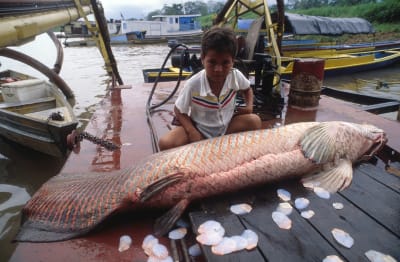 New Florida invasive species is a 10-foot-long river monster