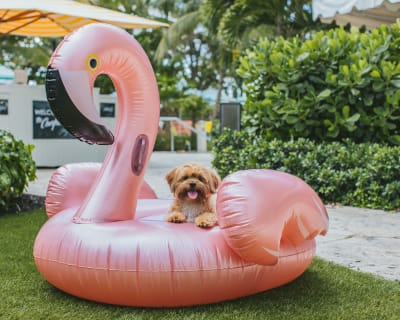 Los cinco mejores parques para perros en Miami