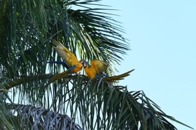 How Miami Dade residents can help birds migrate safely Miami