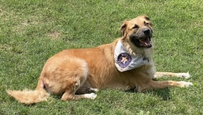 Pets love the Stros! Send photos of your fur baby supporting the Astros  through Click2Pins