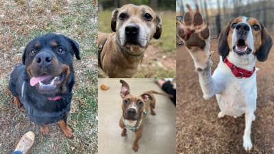 Lynchburg Humane Society offering 17 dog adoptions through Jan. 8