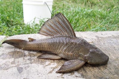 People are dumping aquarium pets into San Antonio River and it