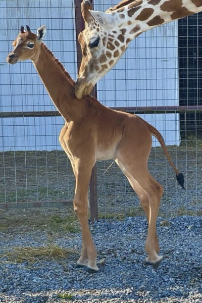 Who is this 'zebra giraffe' without the long neck? - CGTN