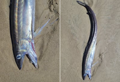 Freaky-looking' fanged fishes found on Oregon beaches
