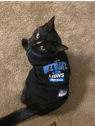 Panthers jersey for hot sale cat