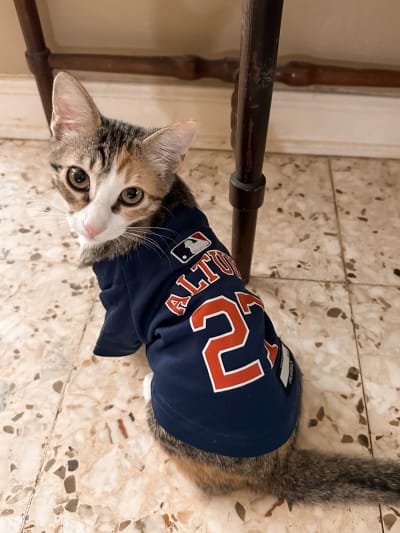 astros cat jersey