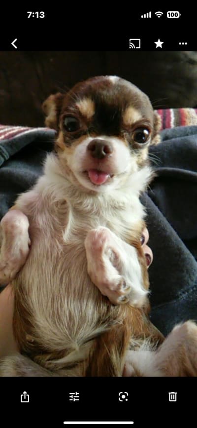 Show me pictures of applehead cheap chihuahuas