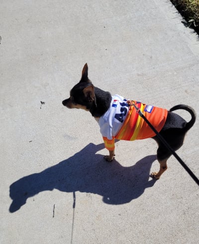 MLB Houston Astros Dog Anxiety Shirt Calming Soothing Solution Vest, for  Dogs & Cats with Anxiety, Fears, Fireworks, Loud Noises, Dark, Lonely Keeps