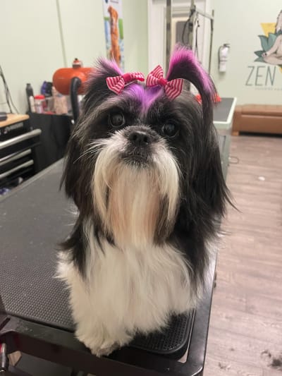 National shih tzu rescue group sales